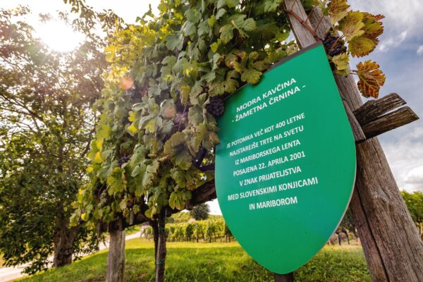 Naravna dediščina_Škalce - Potomka najstarejše trte FOTO Miha Matavž Photo & Video, TDRP Naravna dediščina_Škalce - Potomka najstarejše trte FOTO Miha Matavž Photo & Video, TDRP