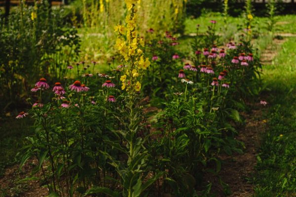 3 Občuti_Tematska vodenja OST FOTO NAREKS - Izidor Kotnik Zeliščni vrt v Žički kartuziji, FOTO NAREKS - Izidor Kotnik